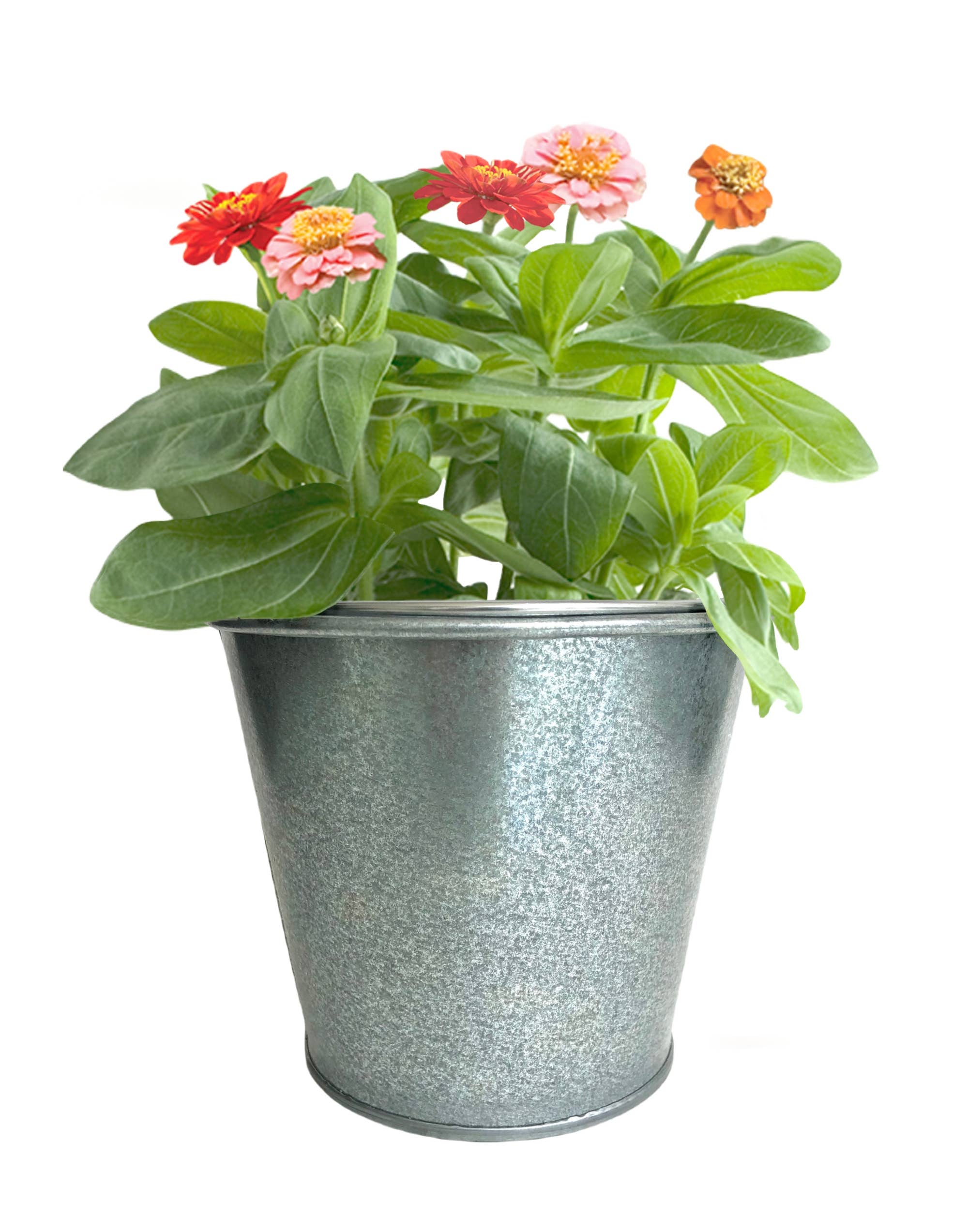 Kids Garden in a Pail | Butterfly Zinnias | Spring | Easter