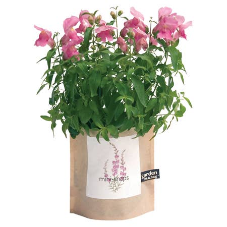 Garden in a Bag Snapdragon | Best Seller |Spring Flower Gift