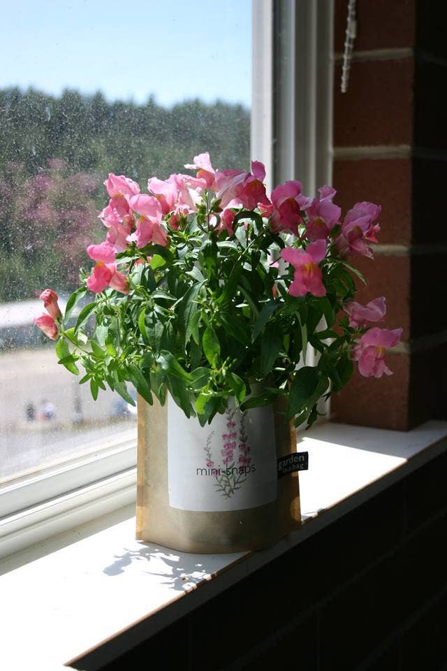 Garden in a Bag Snapdragon | Best Seller |Spring Flower Gift