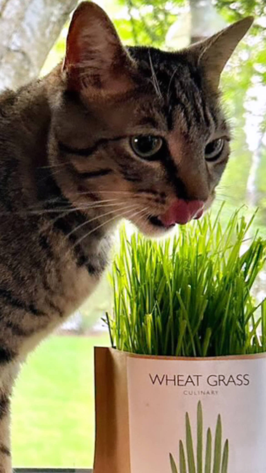 Garden in a Bag | Cat Grass | Pet Treat Gift