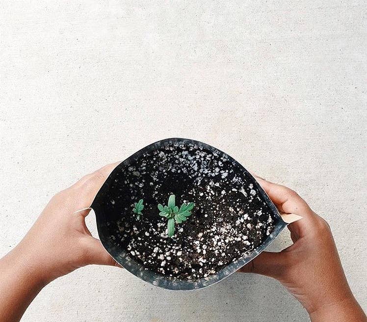 Kids Garden in a Bag | Sunflower | Spring Gift | Best Seller