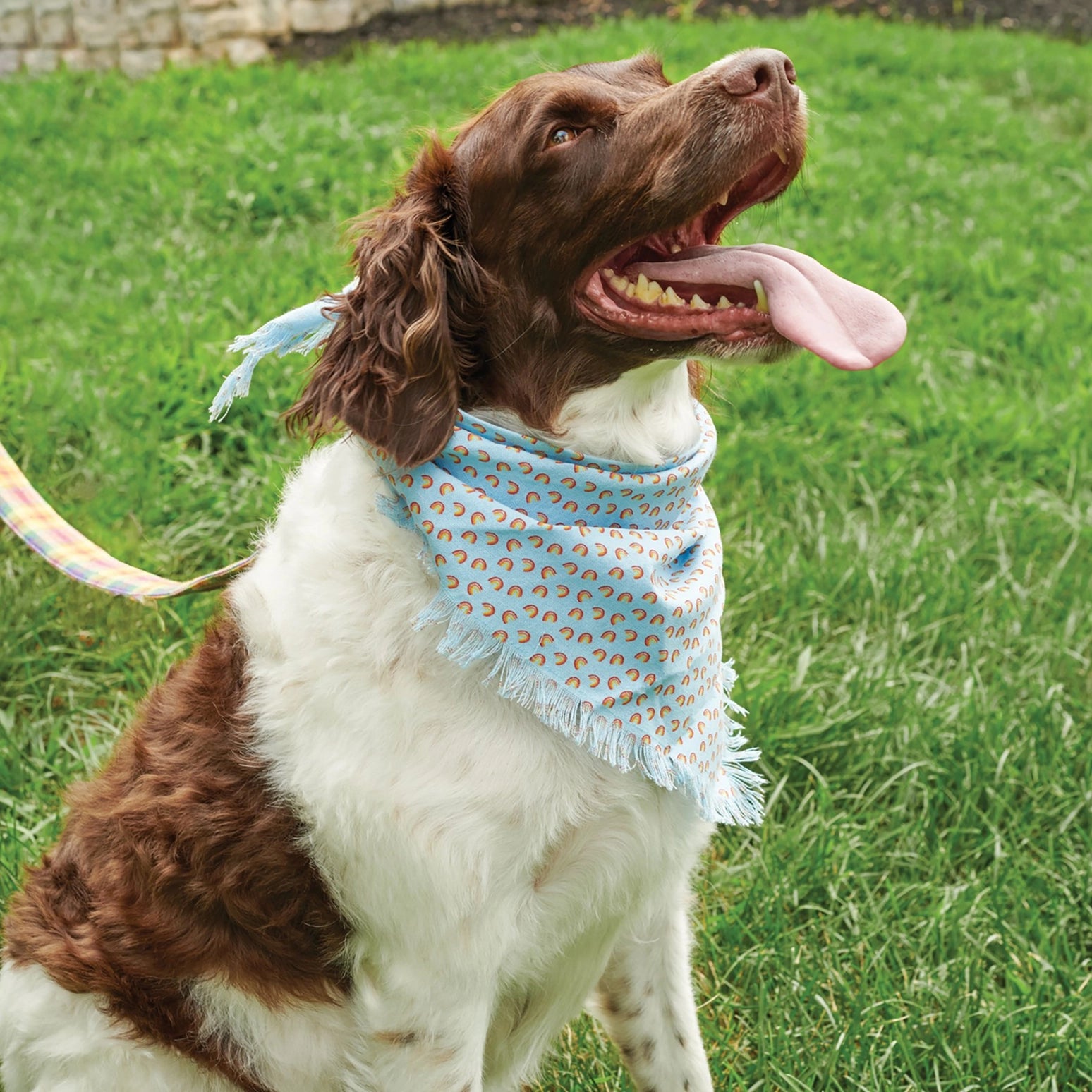 Plaid Pet Bandana Set