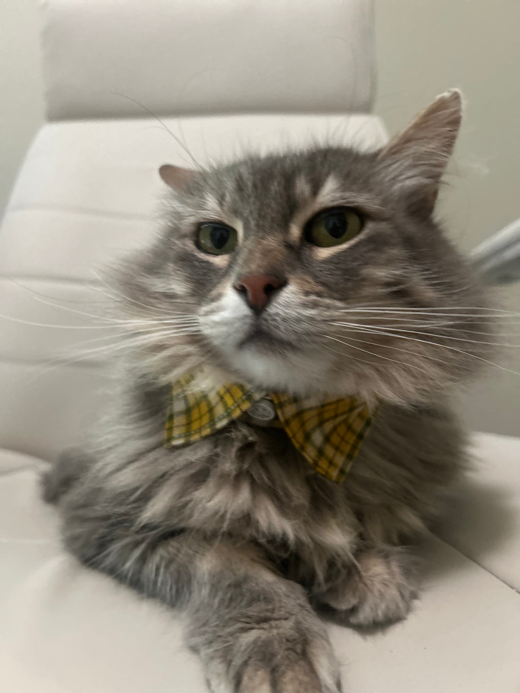 Yellow and Black Check Cat Collar