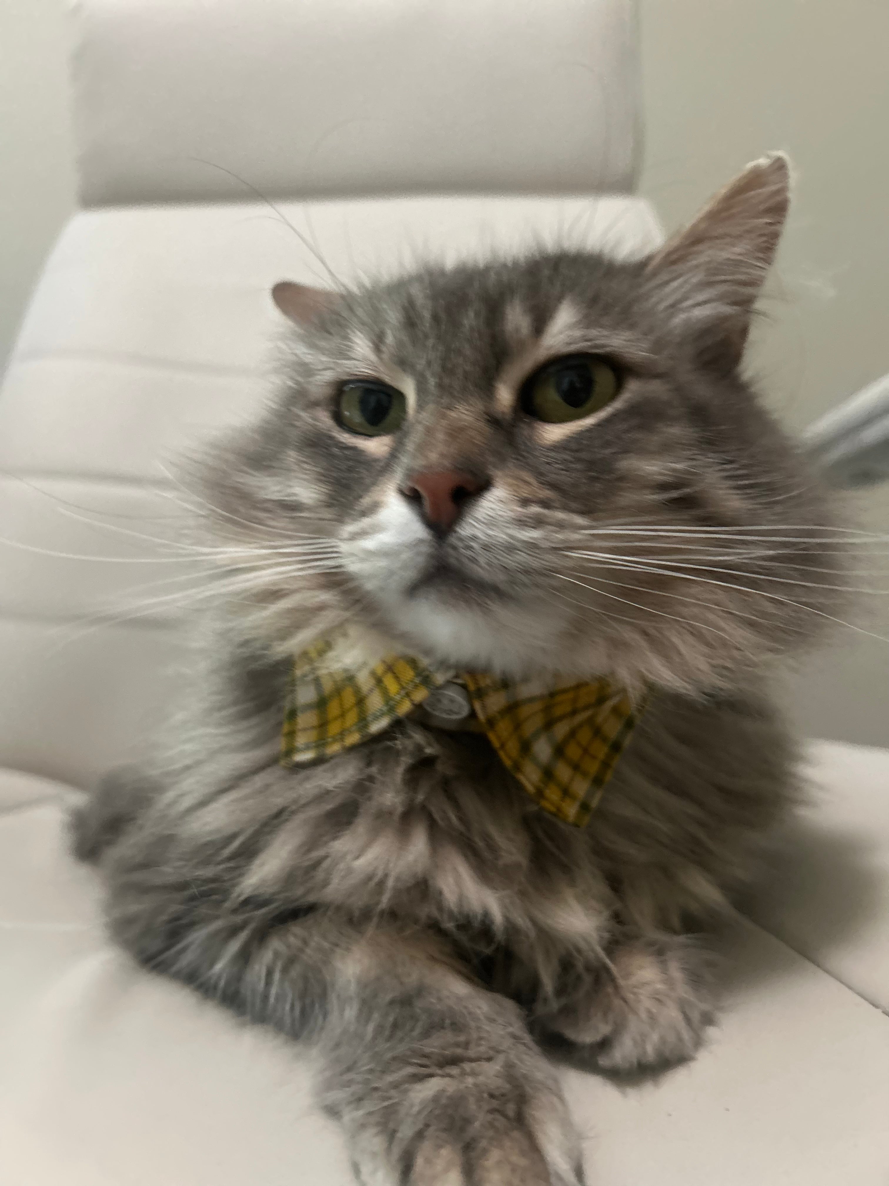 Yellow and Black Check Cat Collar