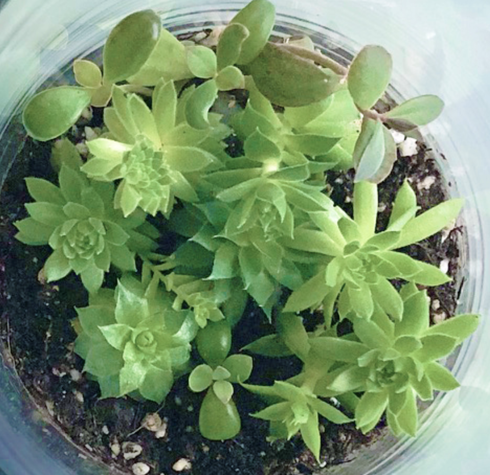 Succulent Terrarium | friendship gift