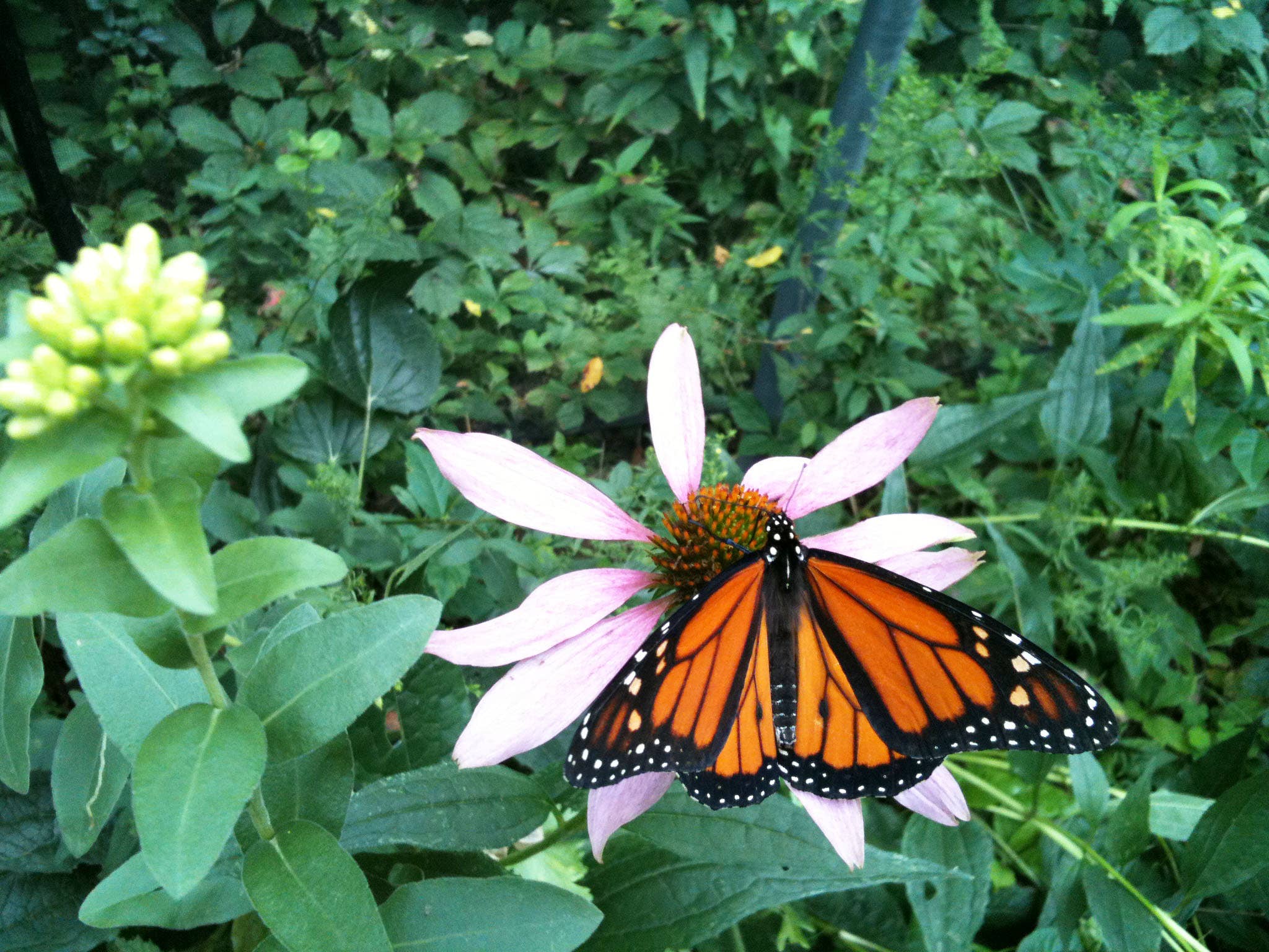 Kids Garden in a Pail | Butterfly Zinnias | Spring | Easter
