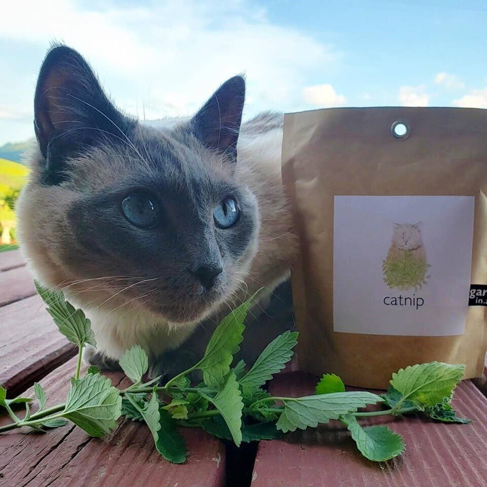 Garden in a Bag | Catnip | Spring Pet Treat Gift