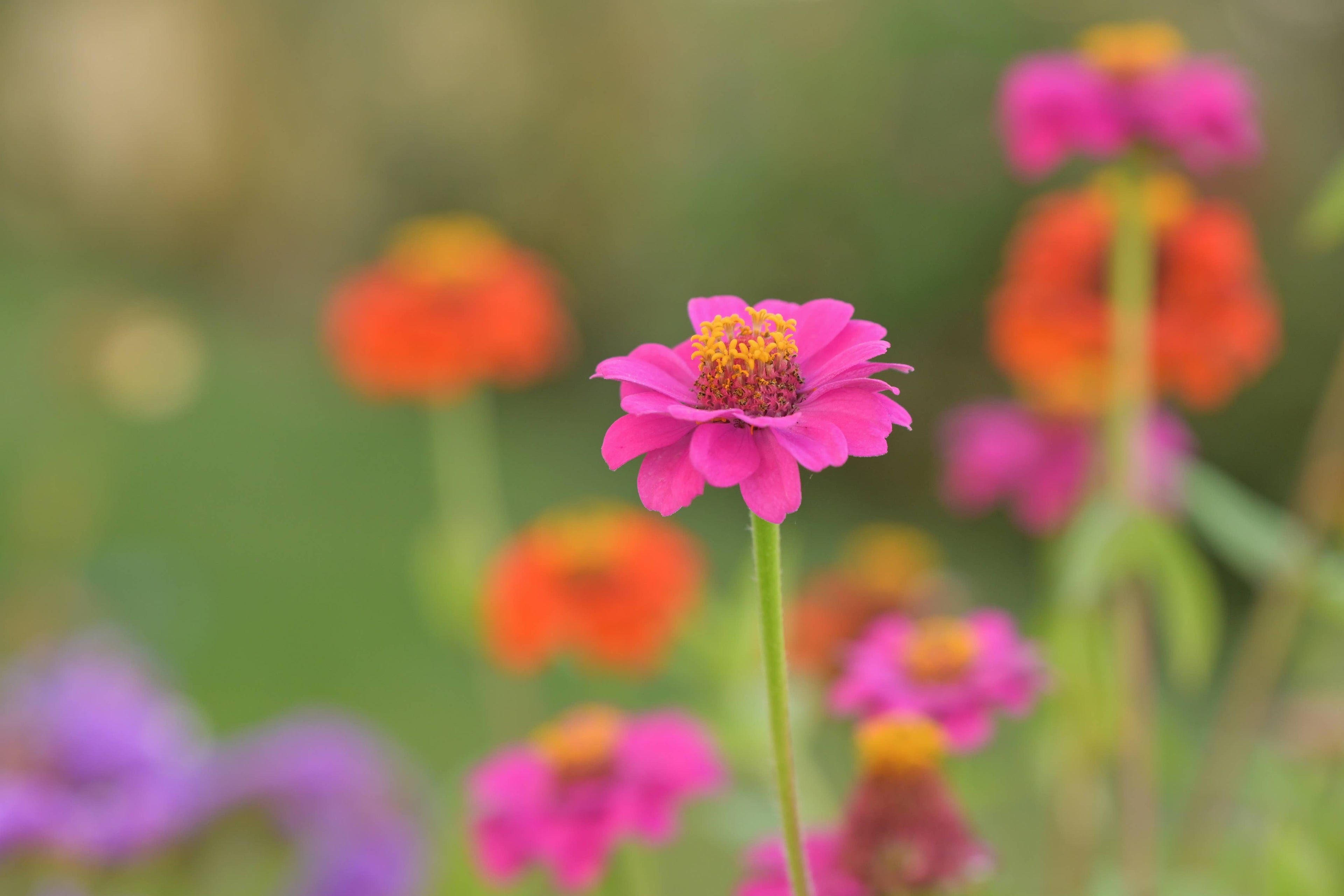 Kids Garden in a Pail | Butterfly Zinnias | Spring | Easter