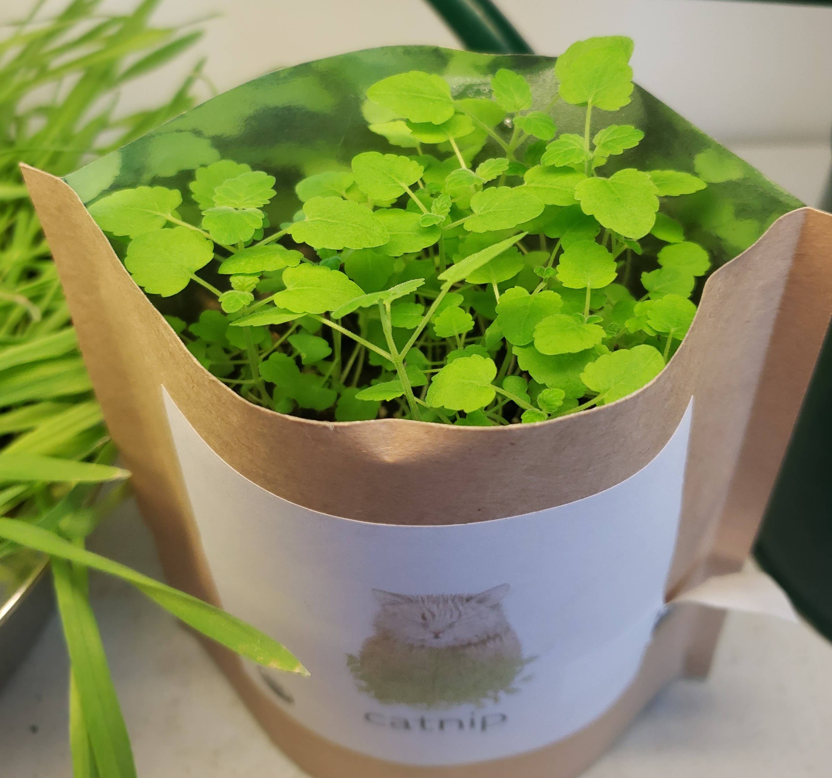 Garden in a Bag | Catnip | Spring Pet Treat Gift